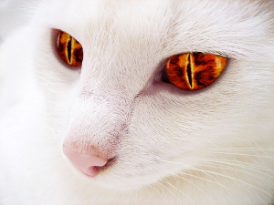 evil_demon_cat_by_catastrophe_meow-d45bbwx